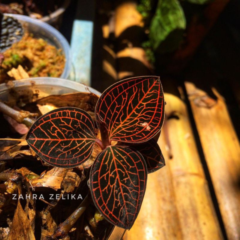 

jewel orcid anoectohillus sp