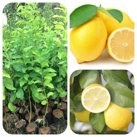 Paket Bibit Jeruk 4 Jenis ( Santang , Lemon , Limo , Purut )