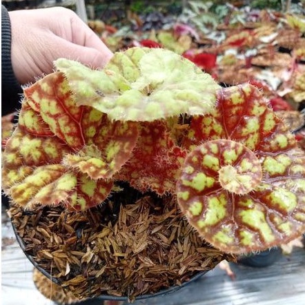 Begonia keong madu