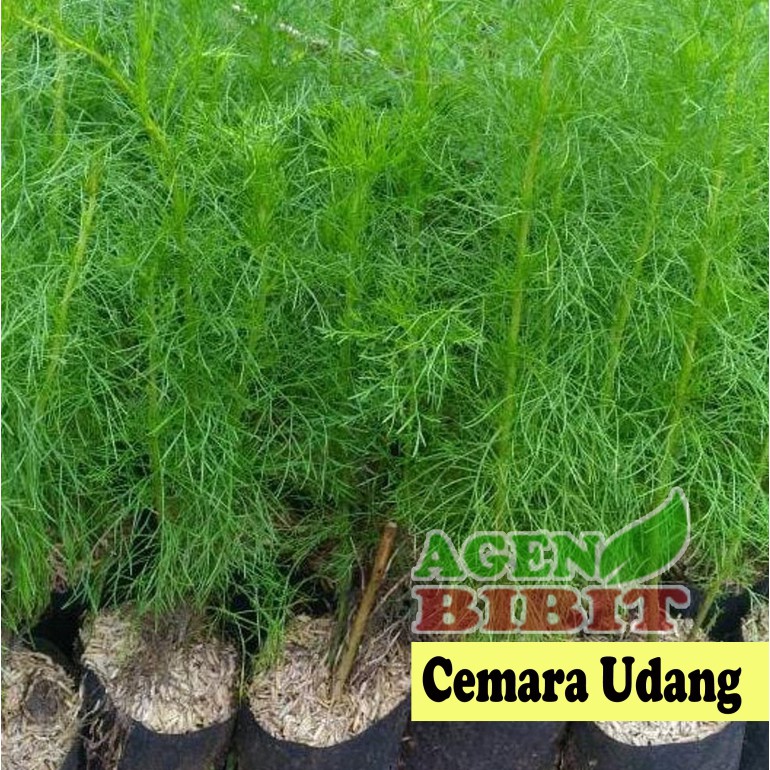 Pohon cemara udang bahan bonsai
