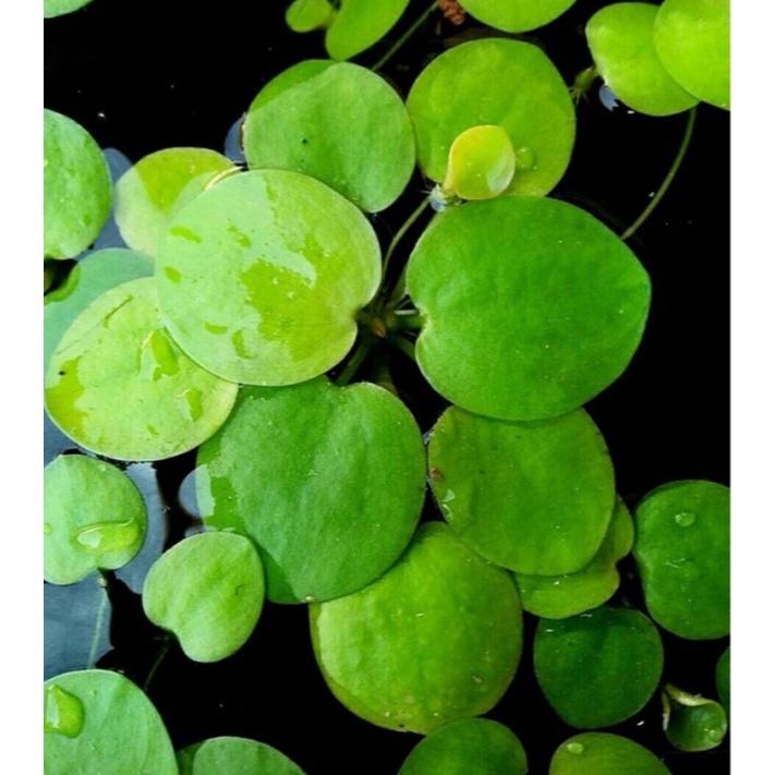 Jual Amazon Frogbit Tanaman Air Apung Aquascape Shopee Indonesia