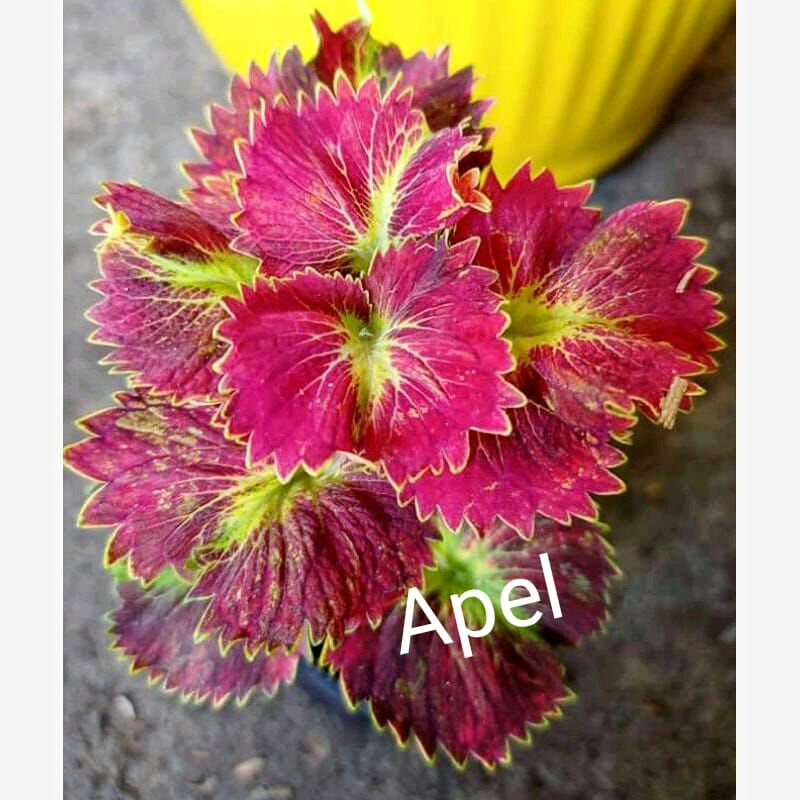 Tanaman Hias Miana bunga miana langka