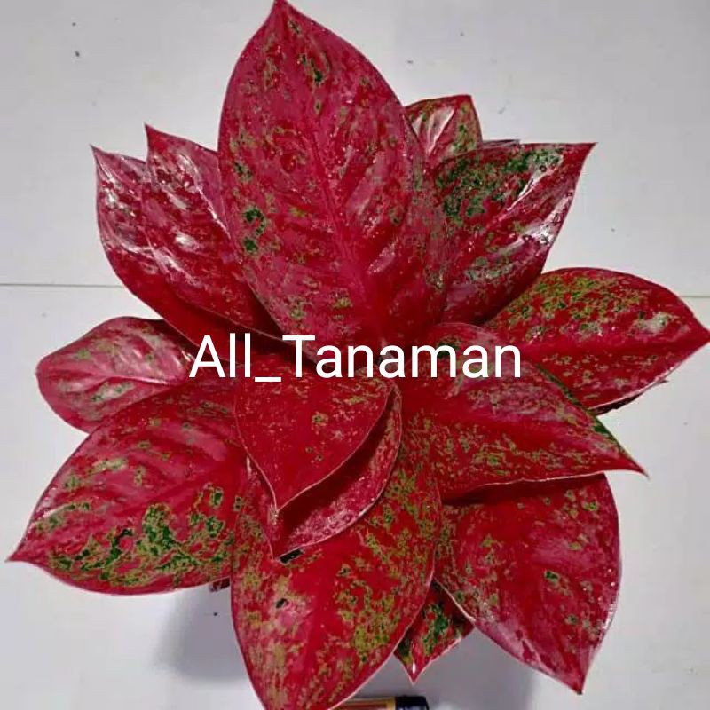 

bibit bonggol aglonema red stardas