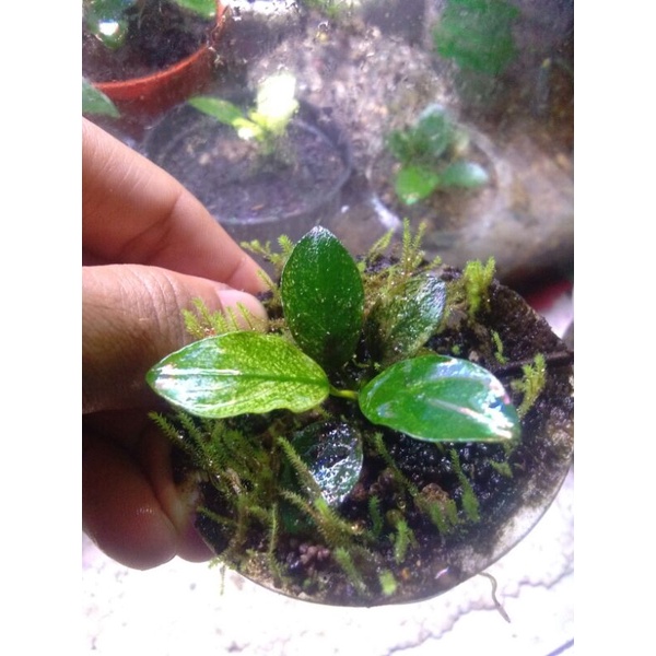 anubias pinto/bonggolan pinto