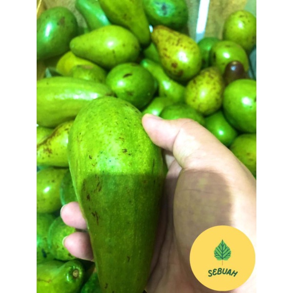 

Alpukat Mentega 1 KG