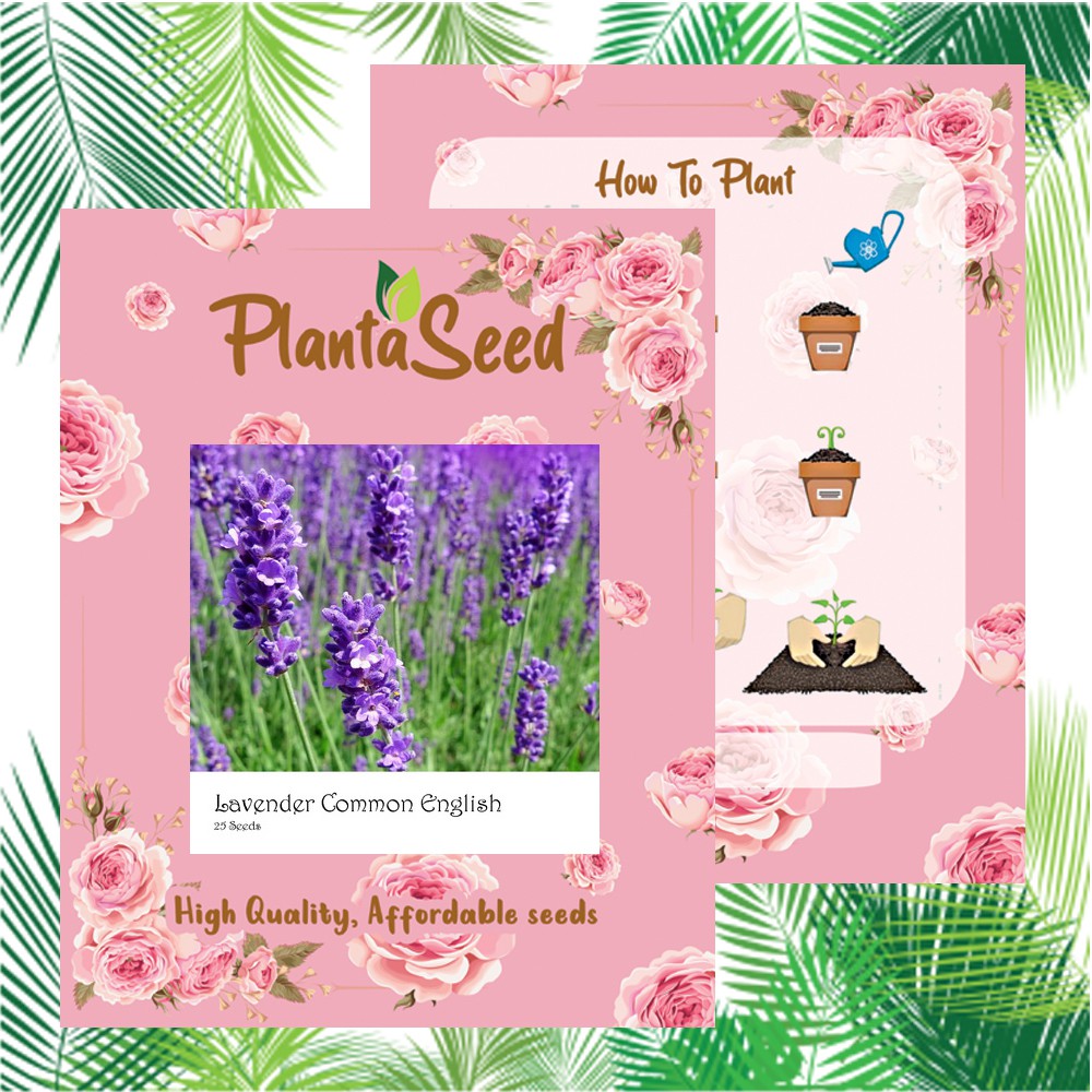 PlantaSeed - 25 Seeds - Lavender Common English Biji Bunga - PAS0242