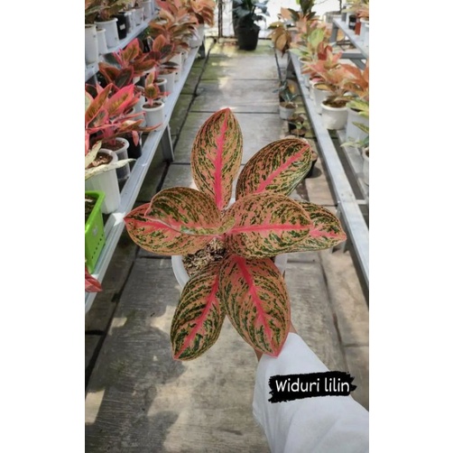 aglonema widuri lilin
