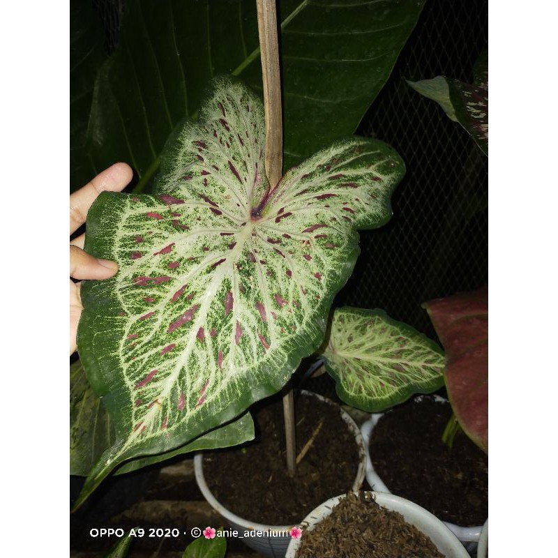 tanaman hias caladium gingerland/keladi gingerland