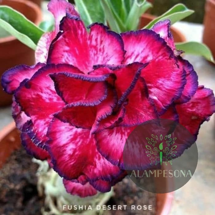 promo FUSHIA DESSERT ROSE - Bibit Bunga Kamboja Jepang - Bunga Adenium murah