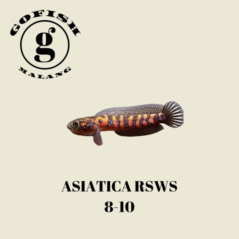 asiatica rsws 8-10cm