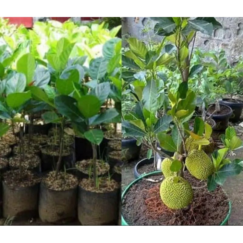 Bibit Nangka Madu Berbuah
