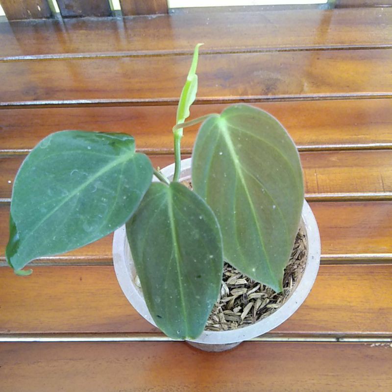 philodendron micans