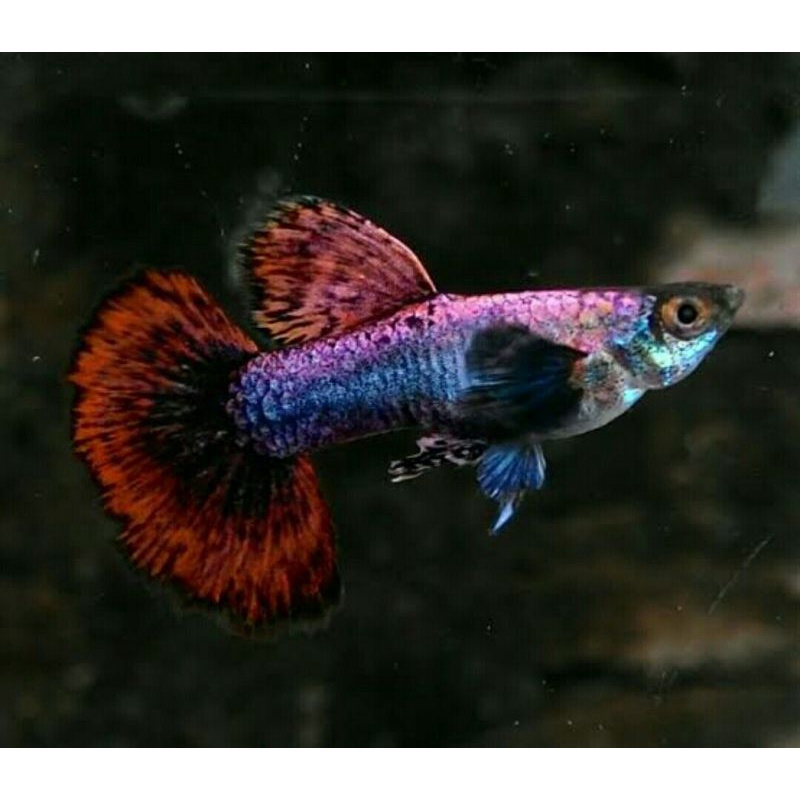 ikan hias guppy magenta