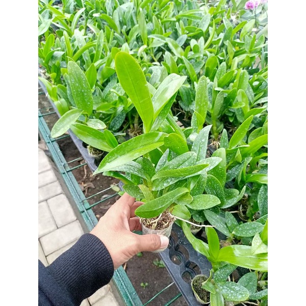 DENDROBIUM pra remaja JUMBO ( Keriting )