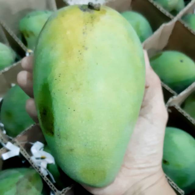 

Mangga Harum Manis Matang Pohon