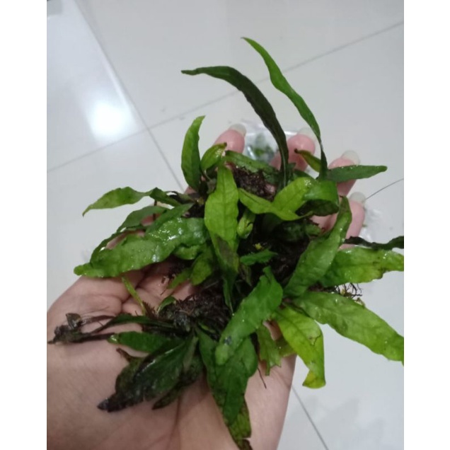 Tanaman hias air kadaka mini (Microsorum pteropus “kadaka”)