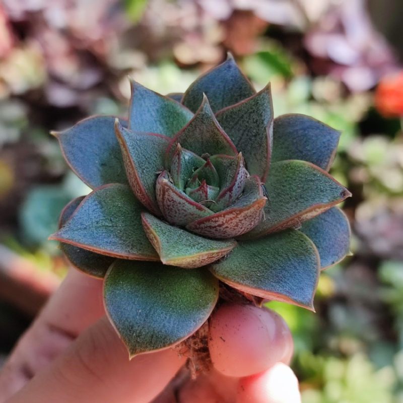 Echeveria purpusorum sukulen batik