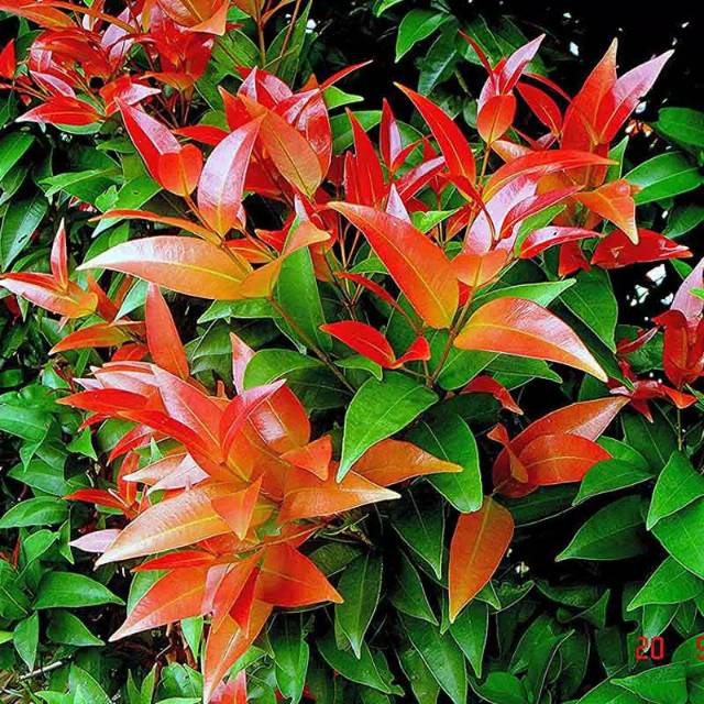 TANAMAN PUCUK BUNGA PUCUK MERAH.