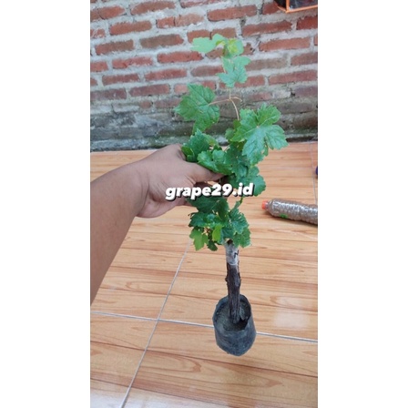 Paket Bibit Anggur Import Ninel dan jupiter