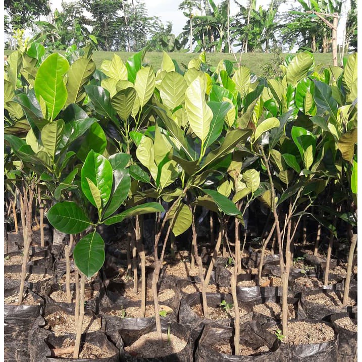 Diskon Bibit Buah Cempedak Merah King Berkwalitas