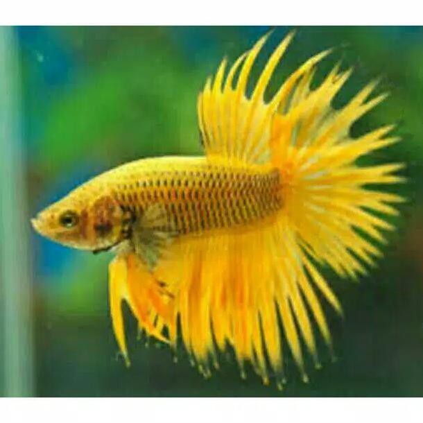 BEST SALE cupang hias serit yellow