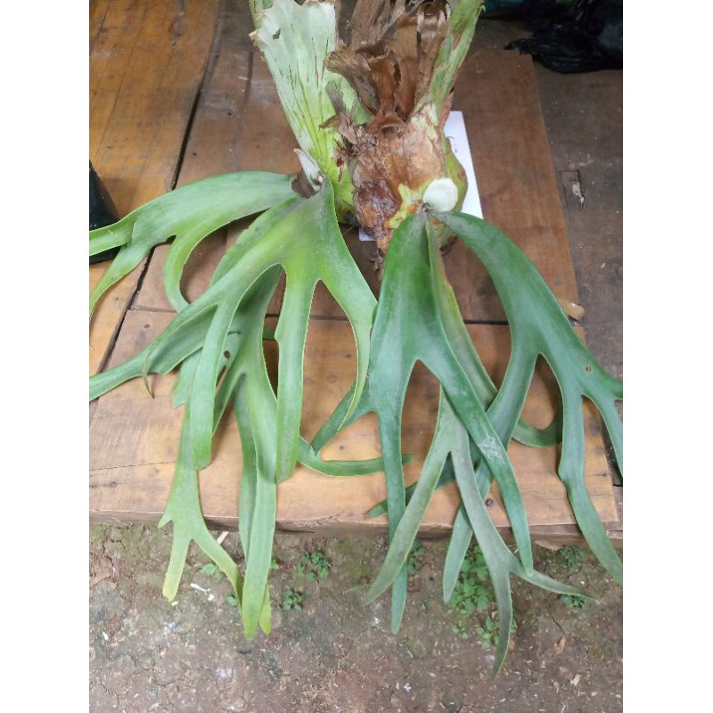 Tanaman hias kadaka tanduk rusa , tanduk rusa,kadaka