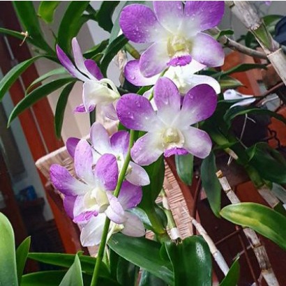 Rawatan Anggrek Dendrobium Arindang murah