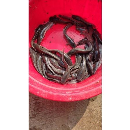 paket bibit ikan lele sangkuriang isi 50 ekor ukuran 14-15cm
