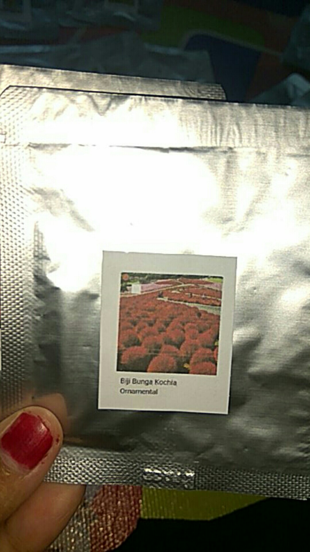 Biji Bunga Kochia Merah Import (kochia Scoparia Red)