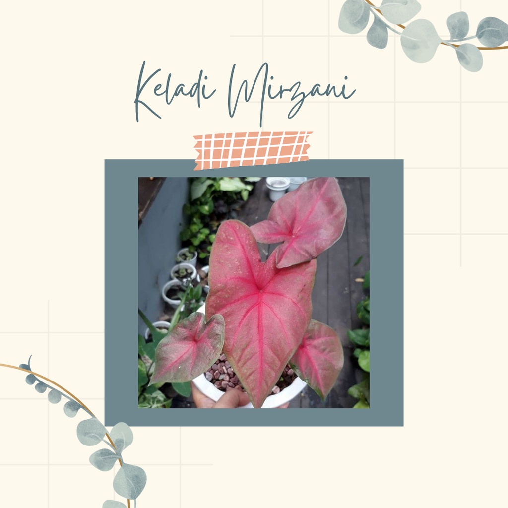 TANAMAN HIAS KELADI MIRZANI CALADIUM MIRZANI KELADI MIRZANI MURAH