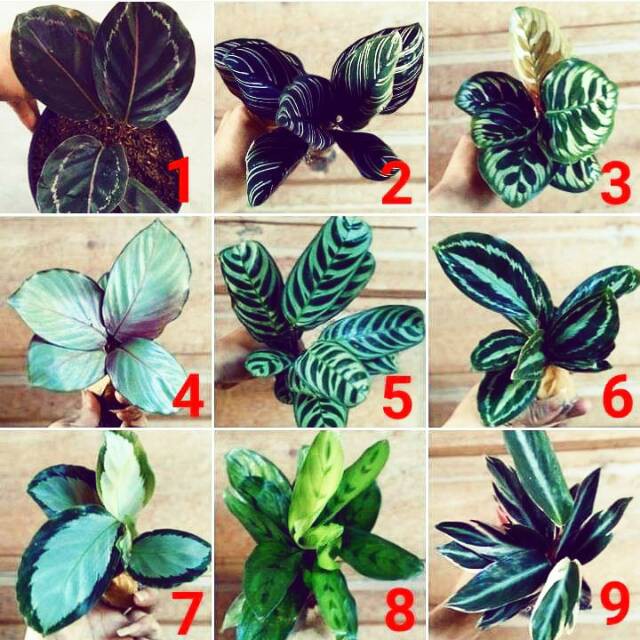 Calatea paket 8 tanaman hias indoor calathea