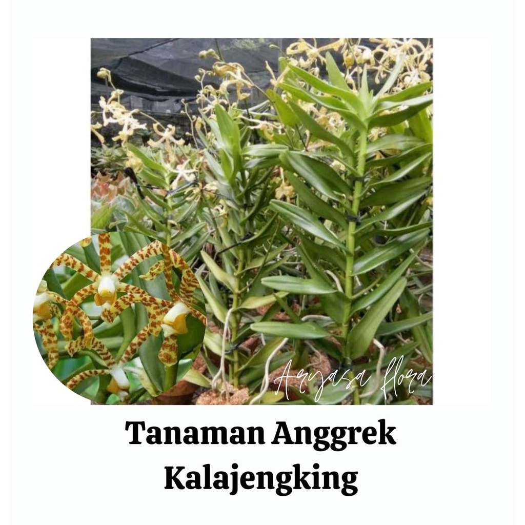 Bibit Anggrek kalajengking/Tanaman Anggrek Kalajengking/Anggrek Tanah