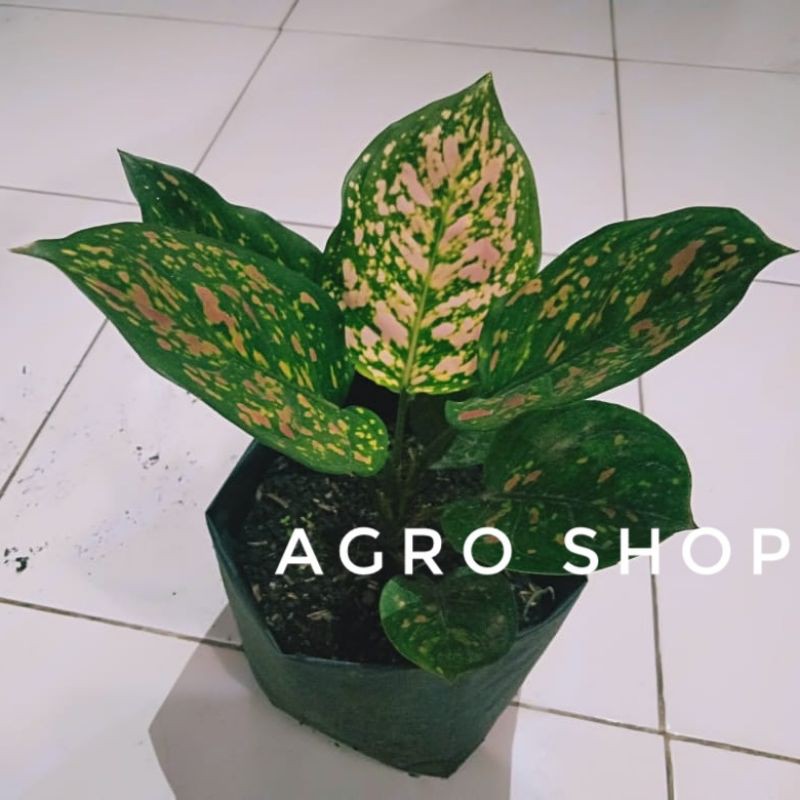 AGLAONEMA RUBY CIANGMAI