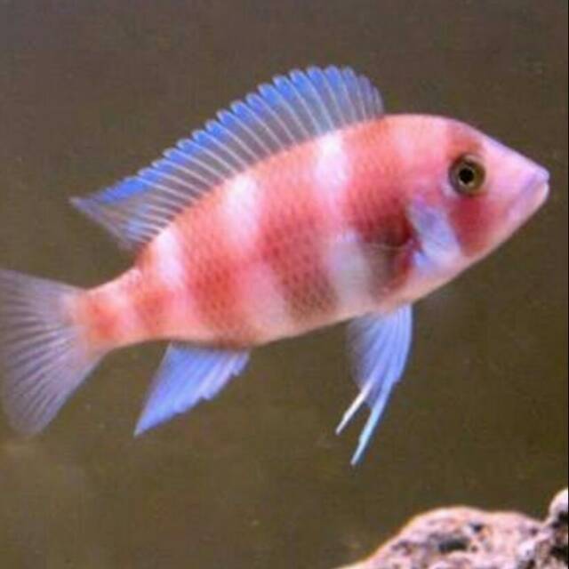 Red Frontosa Cichlid Cyphotilapia Lake Tanganyika Cichlidae