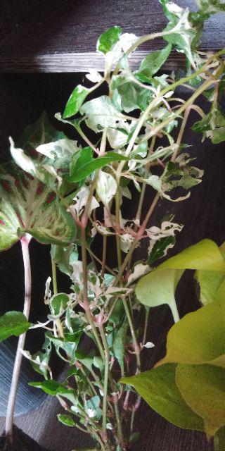 Tanaman Krokot Salju