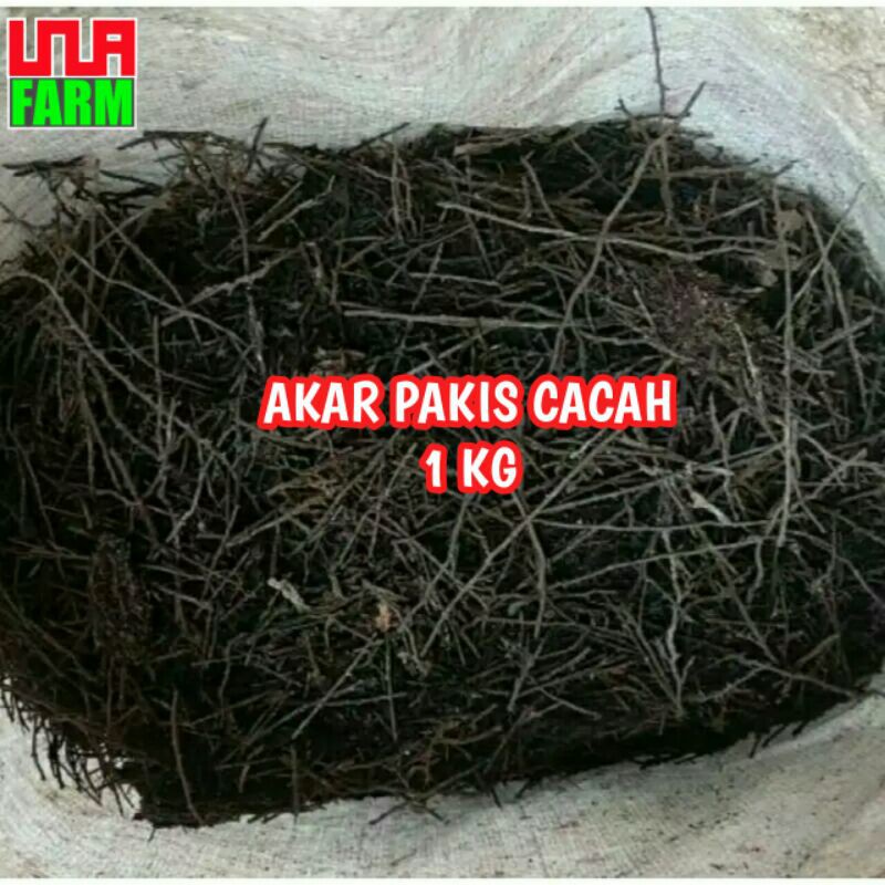 Akar pakis cacah 1 kg