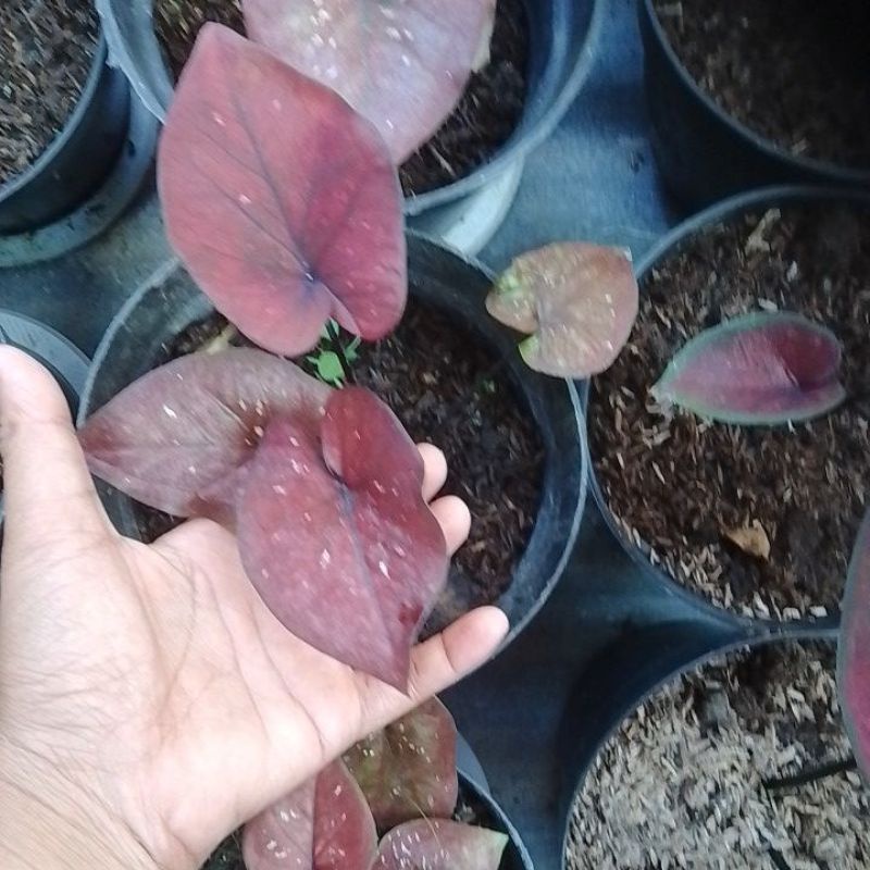 caladium chocolatos