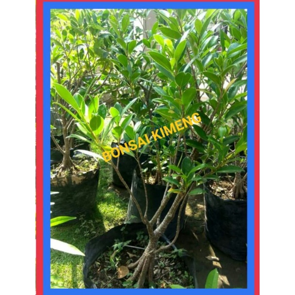 bonsai kimeng program akar