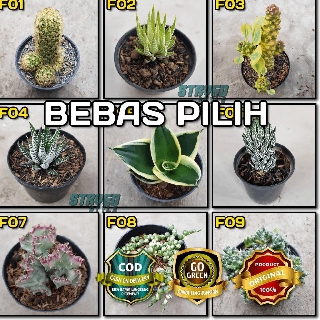 Z R255 KAKTUS HIAS F BUNGA CACTUS SUCCULENT SEKULEN Z R255 KAKTUS HIAS F BUNGA CACTUS SUCCULENT SEKULEN