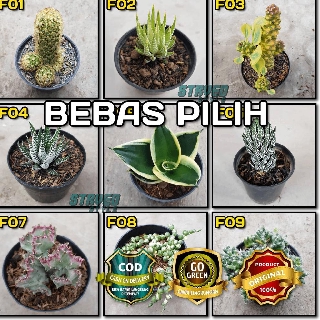  Z R255 KAKTUS HIAS F  BUNGA  CACTUS SUCCULENT SEKULEN 