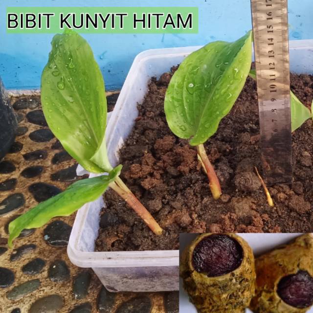 BIBIT KUNYIT HITAM ASLI