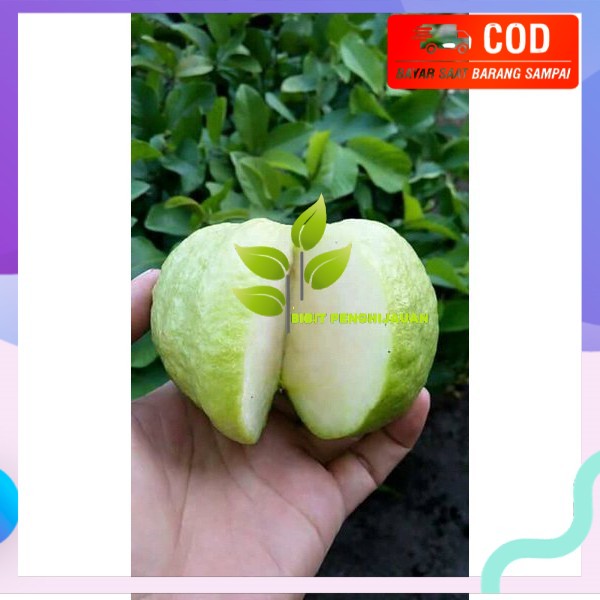 Bibit jambu cristal termurah