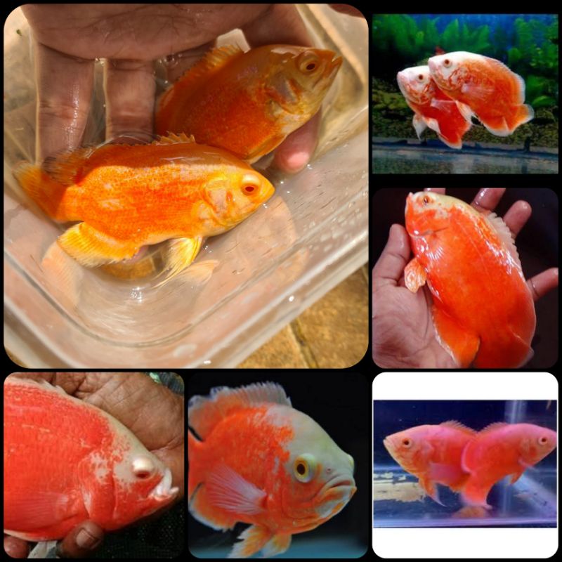 ikan oscar red chili albino untuk aquarium dan aquascape