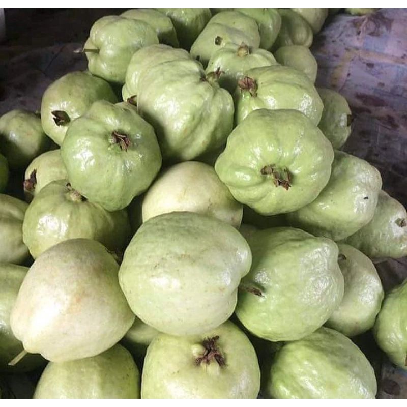 

BUAH JAMBU KRISTAL SUPER 1 KG FRESH