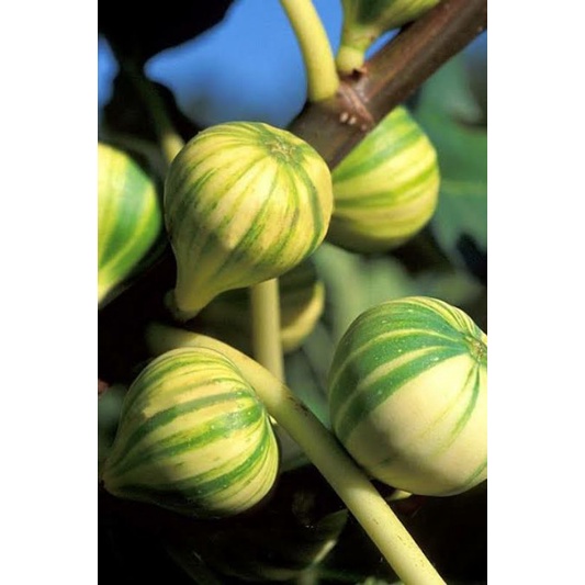 bibit buah tin belang jenis langka BBR