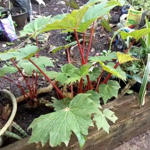 Begonia palmata batang merah - tanaman hias keladi bintang