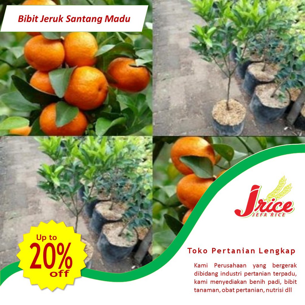 BIBIT JERUK SANTANG MADU SUPER