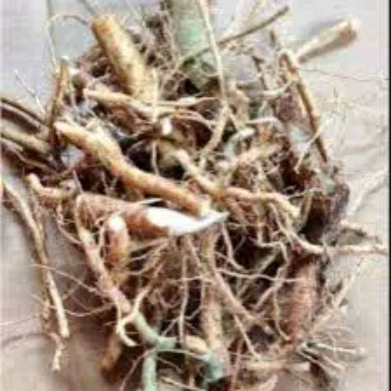 

Akar sidaguri fresh 200 gr/ herbal/alami