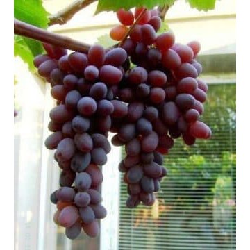 Bibit Anggur Jupiter Seedless Import, Bibit Anggur Import Jupiter