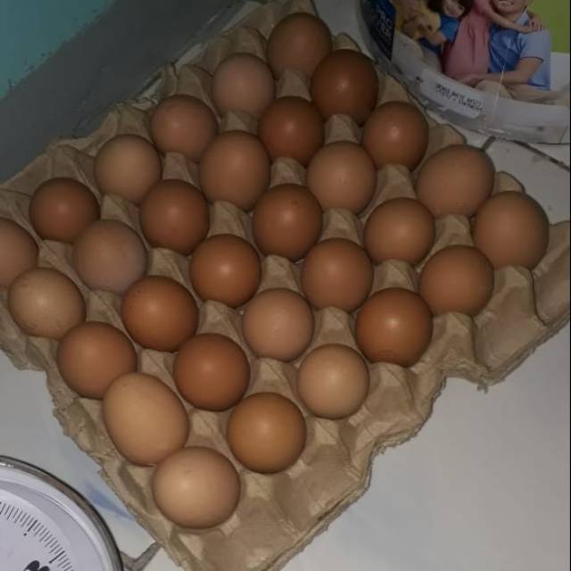 

Telur kualitas terbaik